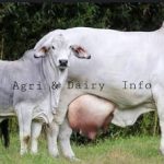 Cow based economics for sustainability  (Part-2) : Shruthi & Bharati, entrepreneurs  of an NGO, Mystha (Sweet Divinity) based in Telangana & S.K. Singh, CEO, Gramin Samridhi Foundation, based in  Bihar
